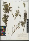 Foto von Salix repens subsp. repens L.